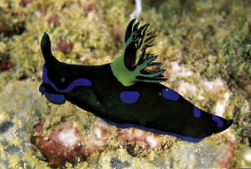  Tambja morosa (Sea Slug)